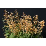 Agastache aurantiaca 'Peach Margarita' 