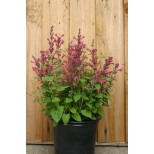 Agastache aurantiaca 'Raspberry Daiquiri' 