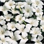 Agrostemma githago 'Ocean Pearl' 