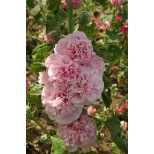 Alcea rosea 'Appleblossom'  