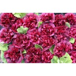 Alcea rosea 'Blackberry' 