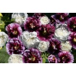 Alcea rosea 'Blackberry Ripple' 