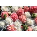 Alcea rosea 'Bride's Bouquet' 