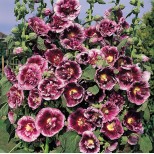 Alcea rosea 'Crème de Cassis' 