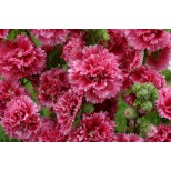 Alcea rosea 'Fiesta Time' 