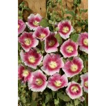 Alcea rosea 'Halo Blush' 