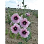 Alcea rosea 'Halo Candy'