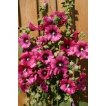 Alcea rosea 'Halo Cerise' 