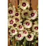 Alcea rosea 'Halo Cream' 