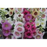 Alcea rosea 'Halo Mixed' 