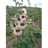 Alcea rosea 'Halo Peach'