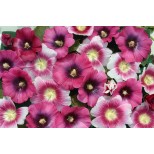 Alcea rosea 'Halo Perfect Pink' 