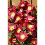 Alcea rosea 'Halo Red' 