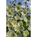 Alcea rosea 'Halo White' 