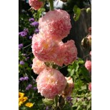 Alcea rosea 'Peaches 'n' Dreams' 