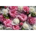 Alcea rosea 'The Bridesmaid' 