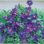 Anagallis monellii 'Blue Lights' 