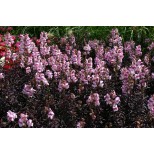 Antirrhinum nanum 'Bronze Dragon' 