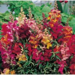 Antirrhinum nanum 'Frosted Flames' 