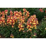 Antirrhinum nanum 'Oriental Lanterns' 