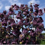 Aquilegia hybrida 'Double Pleat Blackberry' 