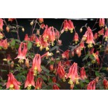 Aquilegia caerulea 'Rhubarb and Custard' 