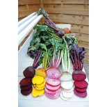 Beetroot 'Rainbow Mix'