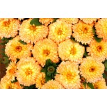 Calendula officinalis 'Apricot Twist' 