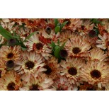 Calendula officinalis 'Bronzed Beauty' 