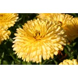 Calendula officinalis 'Lemon Cream' 