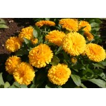 Calendula officinalis 'Lemon Twist' 