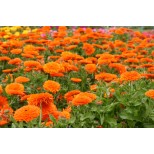 Calendula officinalis 'Mandarin Twist' 