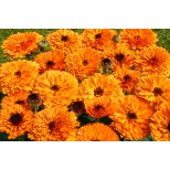 Calendula officinalis 'Orange Button' 