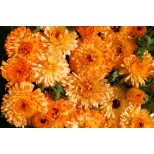 Calendula officinalis 'Tangerine Cream'