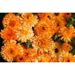 Calendula officinalis 'Tangerine Cream'