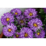 Callistephus chinensis 'Blue Ribbon' 