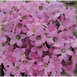 Campanula lactiflora 'Dwarf Pink' 