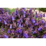 Campanula wanneri 'Violet Belle' 