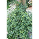 Cardiospermum halicacabum 'Green Lanterns