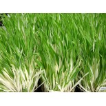 Cat Grass 'Tabby' 