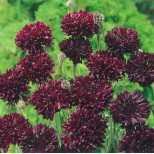 Centaurea cyanus 'Black Ball' 