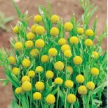 Cephalaphora aromatica 'Pineapples' 