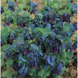 Cerinthe major purpurescens 'Purple Belle' 