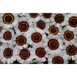 Chrysanthemum carinatum 'Bright Eye' 