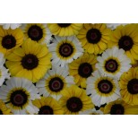 Chrysanthemum carinatum 'Goldie' 