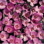 Clarkia speciosa 'Pink Buttercups' 