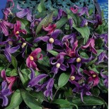 Clematis integrifolia 'Bells' 