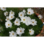 Cosmos bipinnatus 'Cosmix White'