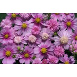 Cosmos bipinnatus 'Pink Popsocks' 