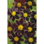 Dahlia variabilis 'Black Beauty' 